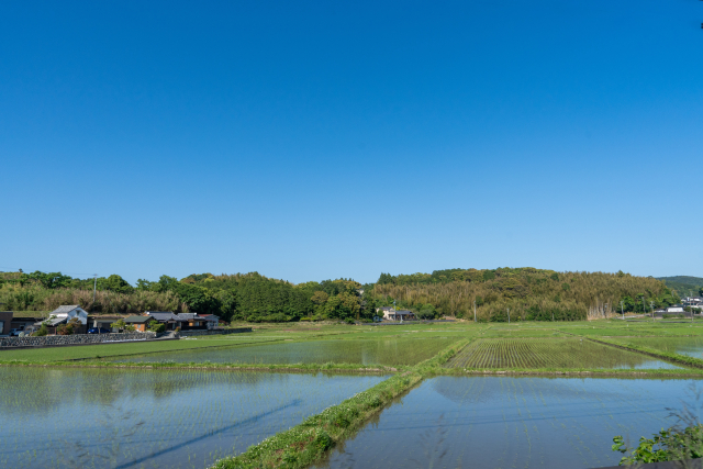 青空の下に広がる伊勢の水田風景